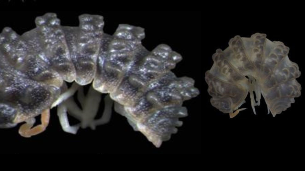 Biólogo de Uniguajira participa en el descubrimiento de seis nuevas ...